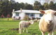Waiwiri Shepherds Cottage - thumb 2