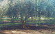 Silver Hill Olive Estate - thumb 0