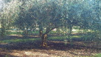 Silver Hill Olive Estate