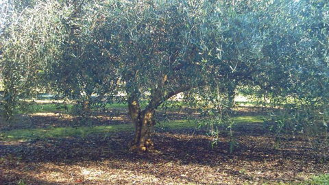 Silver Hill Olive Estate - Accommodation New Zealand 0
