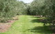 Silver Hill Olive Estate - thumb 1