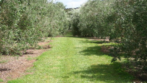 Silver Hill Olive Estate - Accommodation New Zealand 1