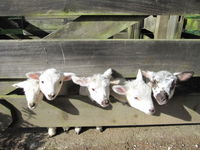 Our Farm.NZ