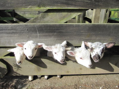 Our Farm.NZ