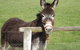 Karetu Downs Farm Stay  - thumb 9