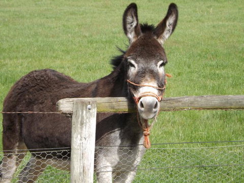 Karetu Downs Farm Stay  - Accommodation New Zealand 9