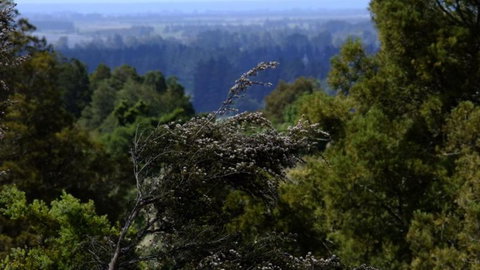 The Lookout Peel Forest - Accommodation New Zealand 0