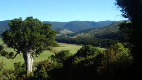 Catlins Mohua Park Eco Accommodation - Accommodation New Zealand 8