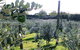 Southern Belle Orchard Bed And Breakfast - thumb 1