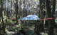 Sleeping In A Tree Tent - thumb 1