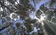 Sleeping In A Tree Tent - thumb 4