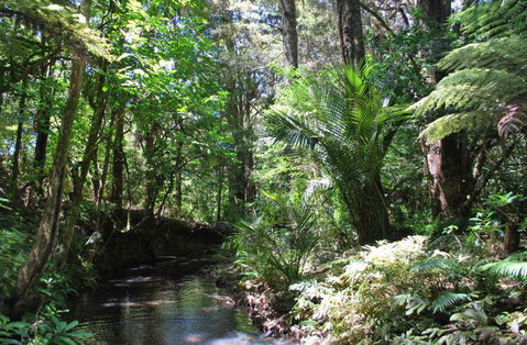 Kauri Villas - Accommodation New Zealand 3