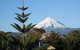 Tree Tops - Self Contained Apartment - thumb 2