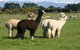 Petes Farm Stay B&B - thumb 0