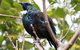 Stewart Island Lodge - thumb 5