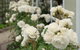 Finlay Banks Boutique Bed & Breakfast - thumb 5
