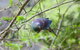Gwavas Garden Homestead - thumb 1