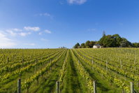 Kina Beach Vineyard Cottages