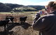 Chaslands Farm Cottages - thumb 1