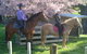 Summerfields Farmstay - thumb 9