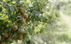 The Pear Orchard Lodge - thumb 25