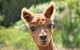 Pukeatua Farmstay - thumb 0