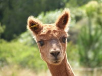 Pukeatua Farmstay