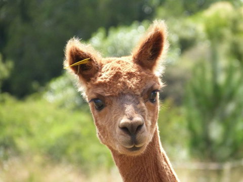 Pukeatua Farmstay - Accommodation New Zealand 0