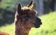 Pukeatua Farmstay - thumb 6