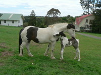 The Carriage House - Bay of Islands