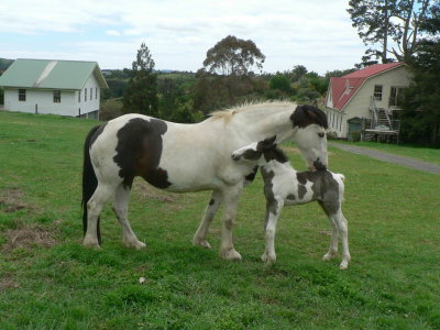 The Carriage House - Bay Of Islands