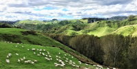 Mt Huia Farmstay - Hodd Cottage
