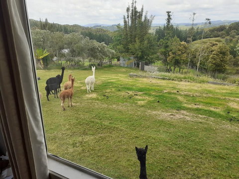 Special View BnB Only - Accommodation New Zealand 3