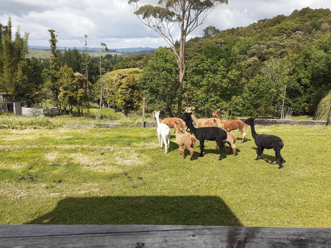 Special View BnB Only - Accommodation New Zealand 0