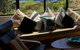 Te Huia - thumb 3