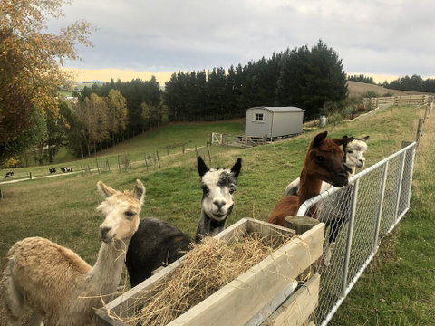 The Shepherd's Rest - Accommodation New Zealand 2