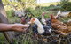 Waiuku Serene Farm & Home - thumb 1