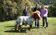 Wellington's Kiwi Holiday Park - thumb 5