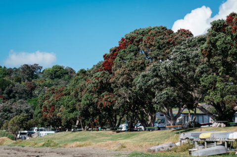 Martins Bay Holiday Park - Accommodation New Zealand 22