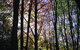 Eastwoodhill Arboretum - thumb 2