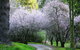 Eastwoodhill Arboretum - thumb 1
