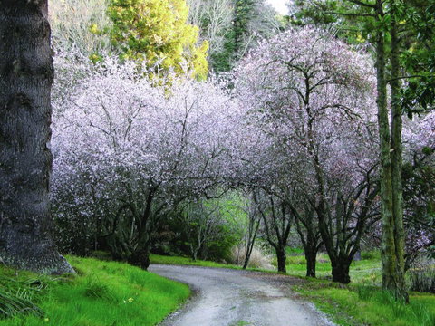 Eastwoodhill Arboretum - Accommodation New Zealand 1