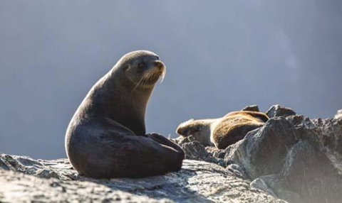 Real Journeys Milford Sound Overnight Cruises - Accommodation New Zealand 3