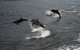 Doubtful Sound Overnight Cruises - Real Journeys - thumb 3