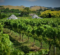 305inthevines