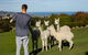 Alpaca Farmstay - thumb 0