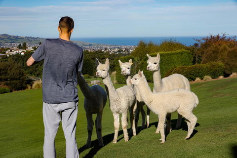 Alpaca Farmstay - Accommodation New Zealand 0