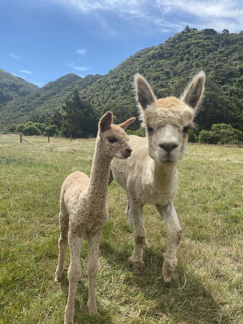 Alpacas Off Grid - Eco Cabin - Accommodation New Zealand 3