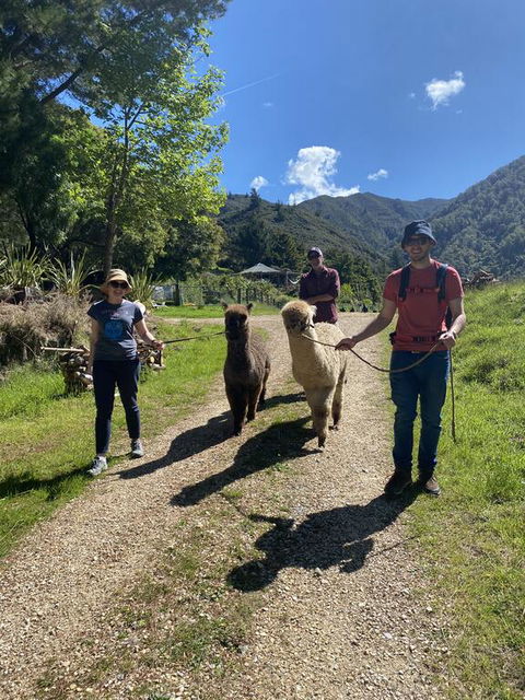 Alpacas Off Grid - Eco Cabin - Accommodation New Zealand 1