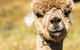 Alpacas Off Grid - Eco Cabin - thumb 0